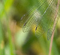 Coenagrion scitulum? - S